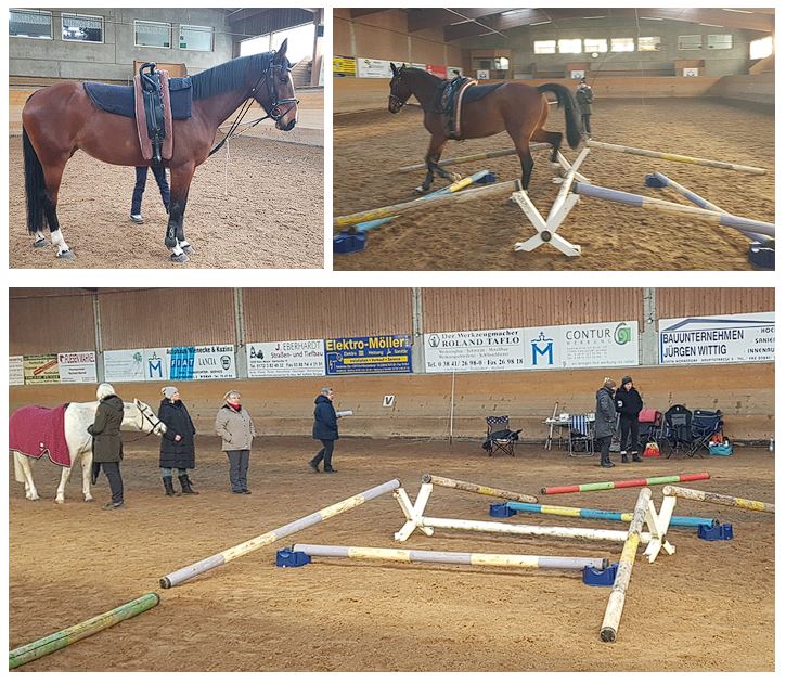 longierlehrgang zierow