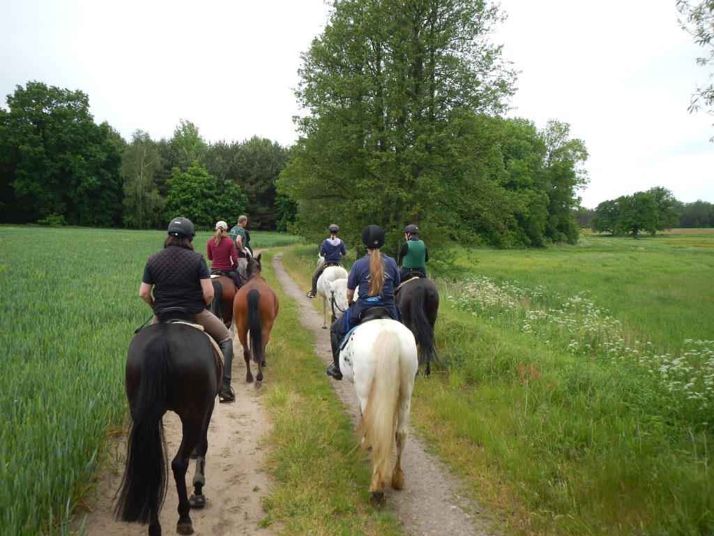 Reiten Rostock, Freitzeitreiten Rostock, Ausreiten, Gelände reiten, Pemsionsstall Rostock, Pferde, Reitstall, Reitverein