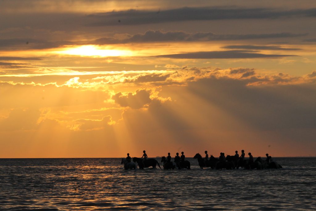 Reiten Rostock, Freitzeitreiten Rostock, Ausreiten, Gelände reiten, Pemsionsstall Rostock, Pferde, Reitstall, Reitverein