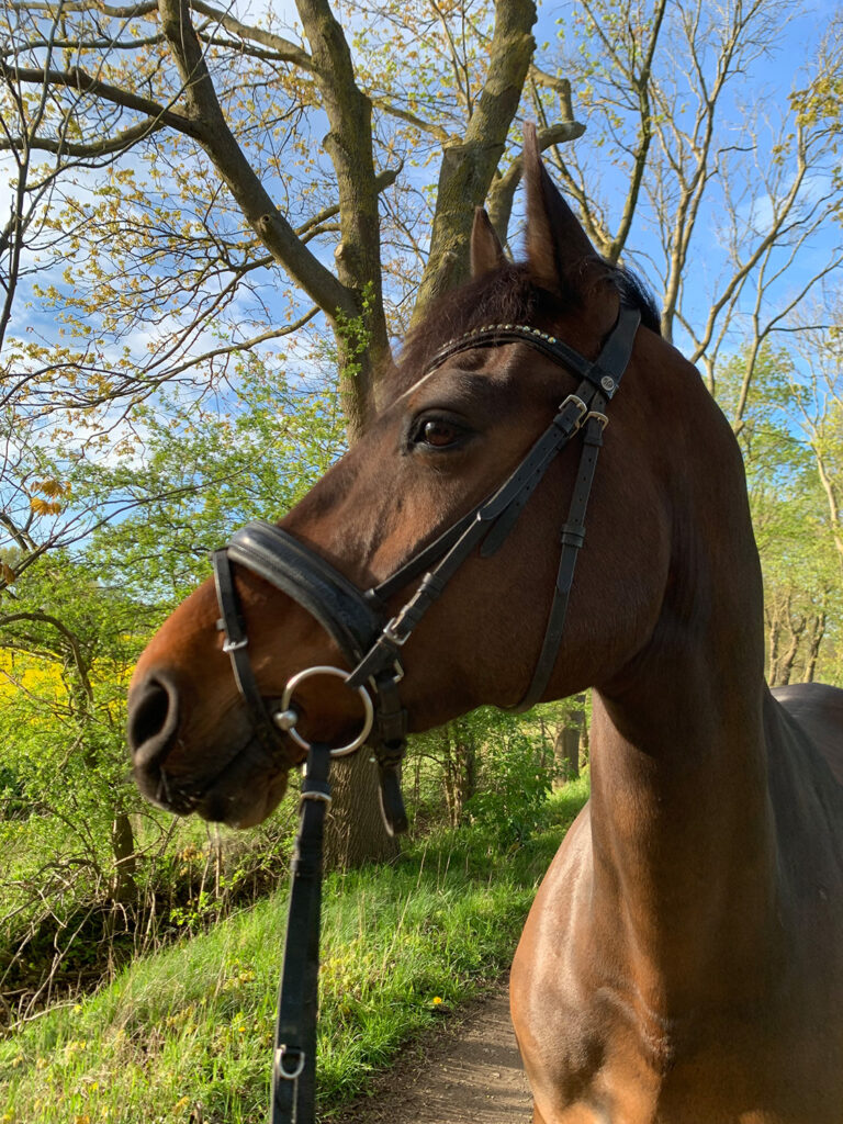 voltigieren-rostock, voltigieren-mv, voltigierturnier-rostock, reitverein-rostock, voltigierpferd, voltigiergruppen-rostock, voltigieren-lernen, voltigieren-landkreis-rostock, voltiteam-rostock