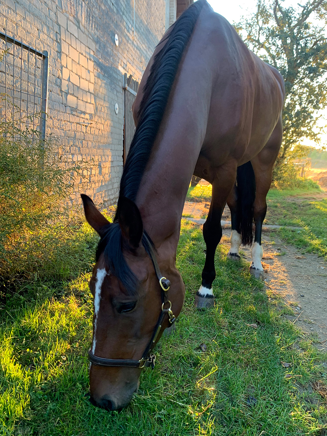 voltigieren-rostock, voltigieren-mv, voltigierturnier-rostock, reitverein-rostock, voltigierpferd, voltigiergruppen-rostock, voltigieren-lernen, voltigieren-landkreis-rostock, voltiteam-rostock